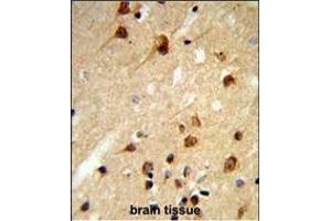Formalin-fixed and paraffin-embedded human brain tissue reacted with CENPK Antibody (C-term), which was peroxidase-conjugated to the secondary antibody, followed by DAB staining. (CENPK antibody  (C-Term))