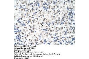 Rabbit Anti-DDX19B Antibody  Paraffin Embedded Tissue: Human Liver Cellular Data: Hepatocytes Antibody Concentration: 4. (DDX19B antibody  (N-Term))