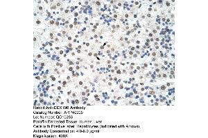 Rabbit Anti-DDX19B Antibody  Paraffin Embedded Tissue: Human Liver Cellular Data: Hepatocytes Antibody Concentration: 4.