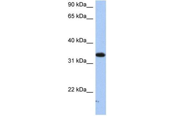 SULT6B1 antibody