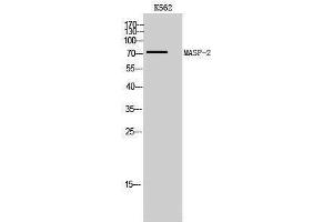 Western Blotting (WB) image for anti-Mannan-Binding Lectin serine Peptidase 2 (MASP2) (Internal Region) antibody (ABIN3185469)