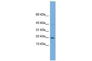 C7orf16 antibody used at 0. (G Substrate antibody  (Middle Region))