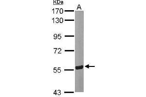 WB Image Sample (50 ug of whole cell lysate) A: Mouse brain 7. (Seladin 1 antibody)