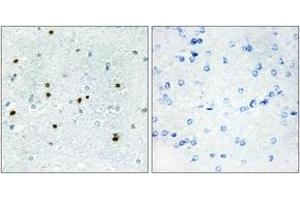 Immunohistochemistry analysis of paraffin-embedded human brain, using DCLK3 Antibody. (DCLK3 antibody  (AA 291-340))