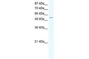WB Suggested Anti-CPA1 Antibody Titration:  0. (CPA1 antibody  (N-Term))