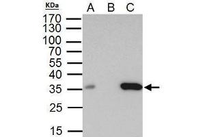 IP Image BRAF35 antibody immunoprecipitates BRAF35 protein in IP experiments.