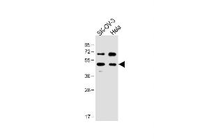 All lanes : Anti-FLOT1 Antibody (N-term) at 1:1000 dilution Lane 1: SK-OV-3 whole cell lysate Lane 2: Hela whole cell lysate Lysates/proteins at 20 μg per lane. (Flotillin 1 antibody  (N-Term))