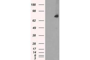 HEK293T cells were transfected with the pCMV6-ENTRY control (Left lane) or pCMV6-ENTRY POR (Right lane) cDNA for 48 hrs and lysed. (POR antibody)
