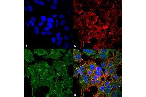 Immunocytochemistry/Immunofluorescence analysis using Mouse Anti-GluN2A/NR2A Monoclonal Antibody, Clone S327A-38 . (NMDAR2A antibody  (AA 75-325))