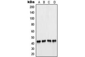 Western blot analysis of PAX5 expression in A549 (A), Raji (B), K562 (C), U937 (D) whole cell lysates. (PAX5 antibody  (N-Term))