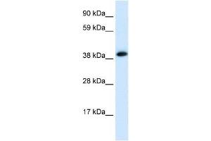 CHRNA1 antibody (70R-10559) used at 0.