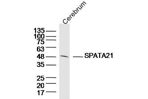 Mouse cerebrum lysates probed with SPATA21 Polyclonal Antibody, Unconjugated  at 1:300 dilution and 4˚C overnight incubation. (SPATA21 antibody  (AA 181-280))