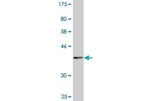 Western Blotting (WB) image for anti-Allantoicase (ALLC) (AA 235-344) antibody (ABIN527705)