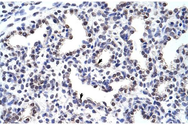 WNT2B antibody  (Middle Region)