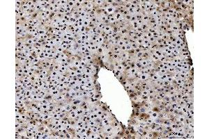 anti-Activated RNA Polymerase II Transcriptional Coactivator p15 (SUB1) (AA 62-127) antibody