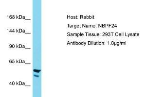 Host: Rabbit Target Name: NBPF24 Sample Tissue: Human 293T Whole Cell Antibody Dilution: 1ug/ml (NBPF11 antibody  (C-Term))