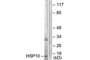 Western blot analysis of extracts from NIH-3T3 cells, using HSP10 Antibody. (HSPE1 antibody  (AA 51-100))