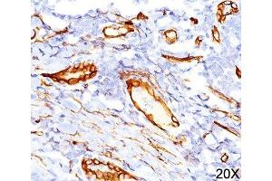 IHC testing of human tonsil (20X) stained with CD34 antibody (QBEnd/10). (CD34 antibody)