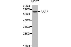 Western blot analysis of extracts of MCF7 cell lines, using ARAF antibody.