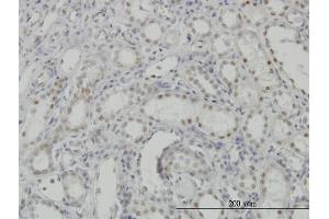 Immunoperoxidase of monoclonal antibody to CDKL1 on formalin-fixed paraffin-embedded human kidney. (CDKL1 antibody  (AA 259-358))