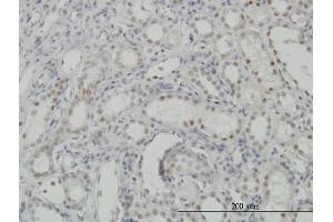 Immunoperoxidase of monoclonal antibody to CDKL1 on formalin-fixed paraffin-embedded human kidney.