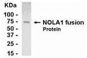 Western Blotting (WB) image for anti-GAR1 Ribonucleoprotein Homolog (Yeast) (GAR1) (AA 1-217) antibody (ABIN2468027) (GAR1 antibody  (AA 1-217))