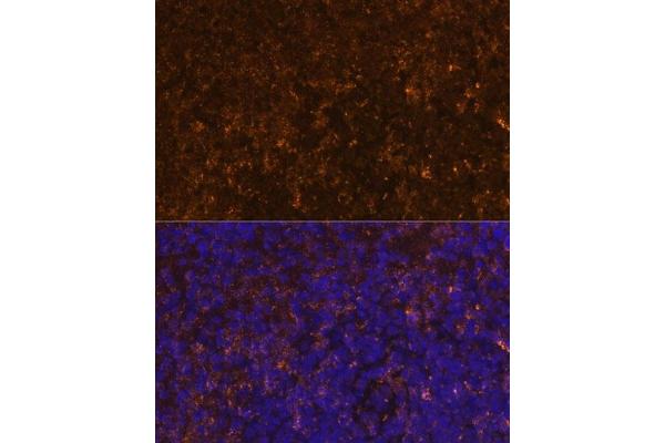 KLRC4 antibody  (AA 1-55)