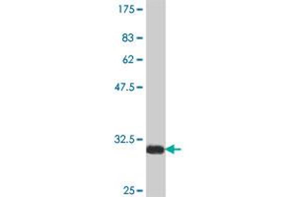 NCOR2 antibody  (AA 1-110)