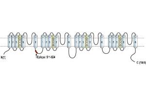 Representative domain view of the target of ABIN7043643.