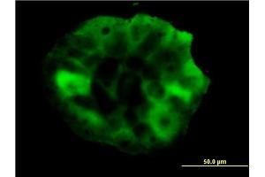Immunofluorescence (IF) image for anti-SHC (Src Homology 2 Domain Containing) Transforming Protein 1 (SHC1) (AA 171-280) antibody (ABIN562866)