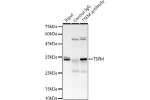 Immunoprecipitation analysis of 300 μg extracts of 293T cells using 3 μg TSFM antibody (ABIN7271021). (TSFM antibody)