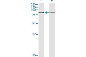 Western Blot analysis of LETM1 expression in transfected 293T cell line by LETM1 monoclonal antibody (M03), clone 6F7. (LETM1 antibody  (AA 601-708))