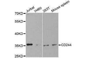 Western blot analysis of extracts of various cell lines, using CD244 antibody. (2B4 antibody  (AA 22-224))