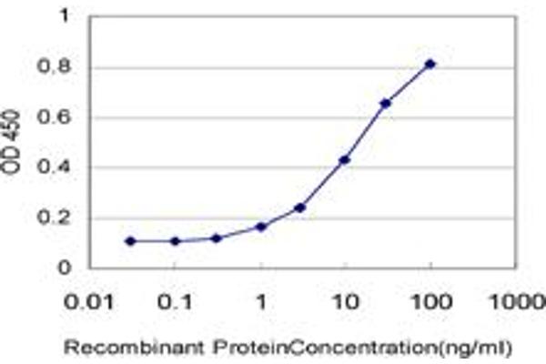 Dymeclin antibody  (AA 343-430)