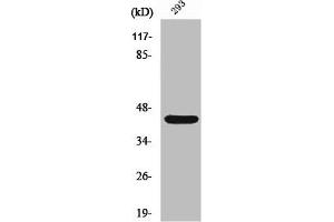 Western Blot analysis of 293 cells using Rad52 Polyclonal Antibody (RAD52 antibody  (Tyr104))