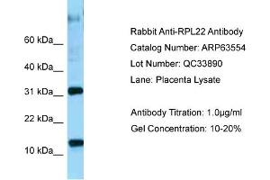 Western Blotting (WB) image for anti-Ribosomal Protein L22 (RPL22) (C-Term) antibody (ABIN2789542) (RPL22 antibody  (C-Term))