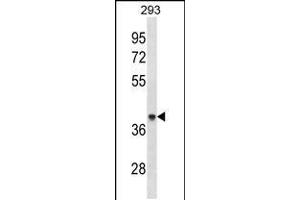Western blot analysis in 293 cell line lysates (35ug/lane). (ACAA1 antibody  (AA 147-176))