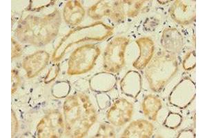 Immunohistochemistry of paraffin-embedded human kidney tissue using ABIN7158118 at dilution of 1:100