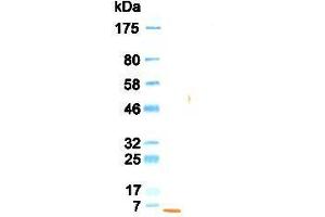 Western Blotting (WB) image for anti-Epidermal Growth Factor (EGF) antibody (ABIN933589) (EGF antibody)