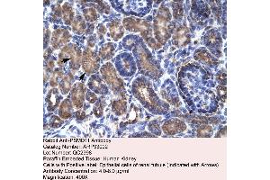 Human kidney (PSMD11 antibody  (C-Term))