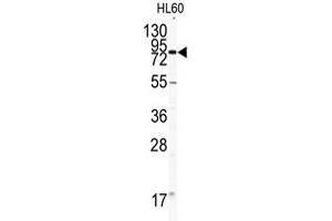 Western blot analysis of CD31 antibody (C-term) in HL60 cell line lysates (35ug/lane). (CD31 antibody  (C-Term))