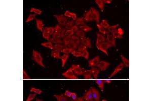 Immunofluorescence analysis of U2OS cells using TIMM17A Polyclonal Antibody (TIMM17A antibody)
