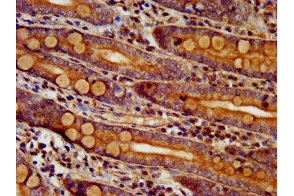 DTNBP1 antibody  (AA 258-351)