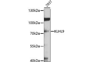 Western blot analysis of extracts of 293T cells, using KLHL9 antibody (ABIN6132083, ABIN6142940, ABIN6142941 and ABIN6214299) at 1:1000 dilution.