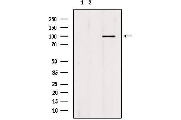 MCM10 antibody  (C-Term)
