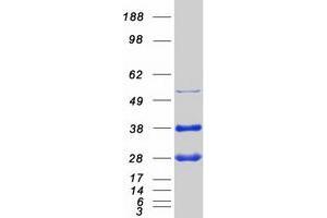 Validation with Western Blot (GLO1 Protein (Myc-DYKDDDDK Tag))