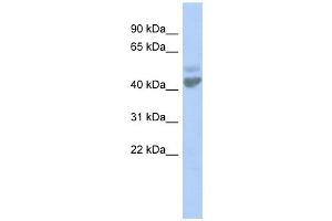 LGICZ1 antibody used at 1 ug/ml to detect target protein. (ZACN antibody  (N-Term))