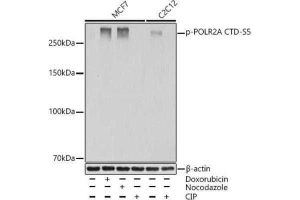 POLR2A/RPB1 antibody  (pSer5)