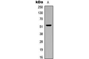 Western blot analysis of CARKL expression in human brain (A) whole cell lysates. (SHPK antibody  (N-Term))