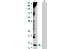 Western Blot analysis of CYCS expression in transfected 293T cell line by CYCS MaxPab polyclonal antibody.